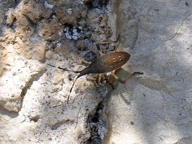 Dicranocephalus albipes per la galleria